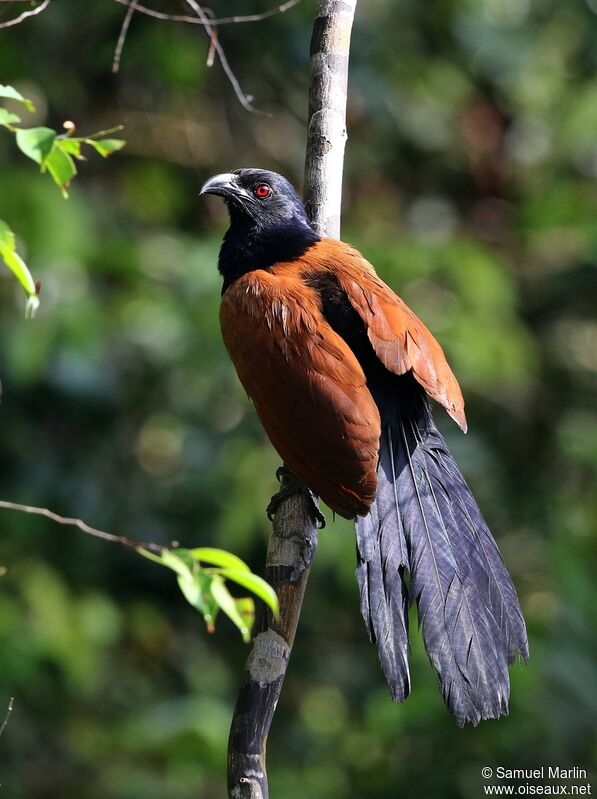 Greater Coucal male adult