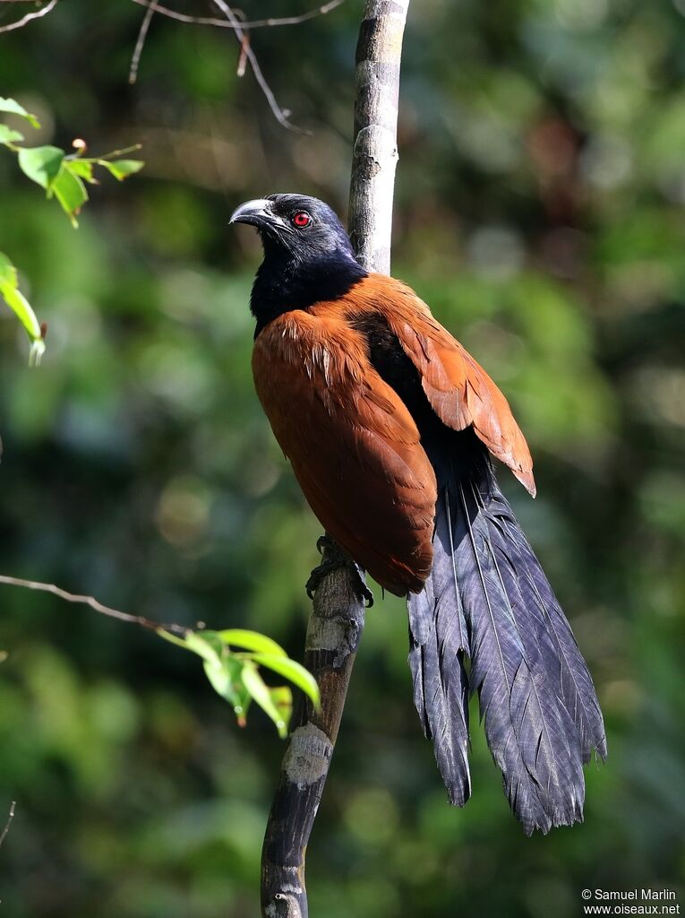 Grand Coucal mâle adulte