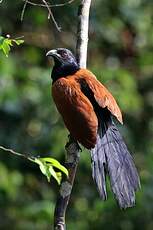 Grand Coucal