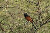 Grand Coucal