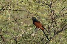 Grand Coucal