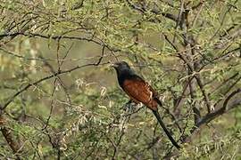 Greater Coucal