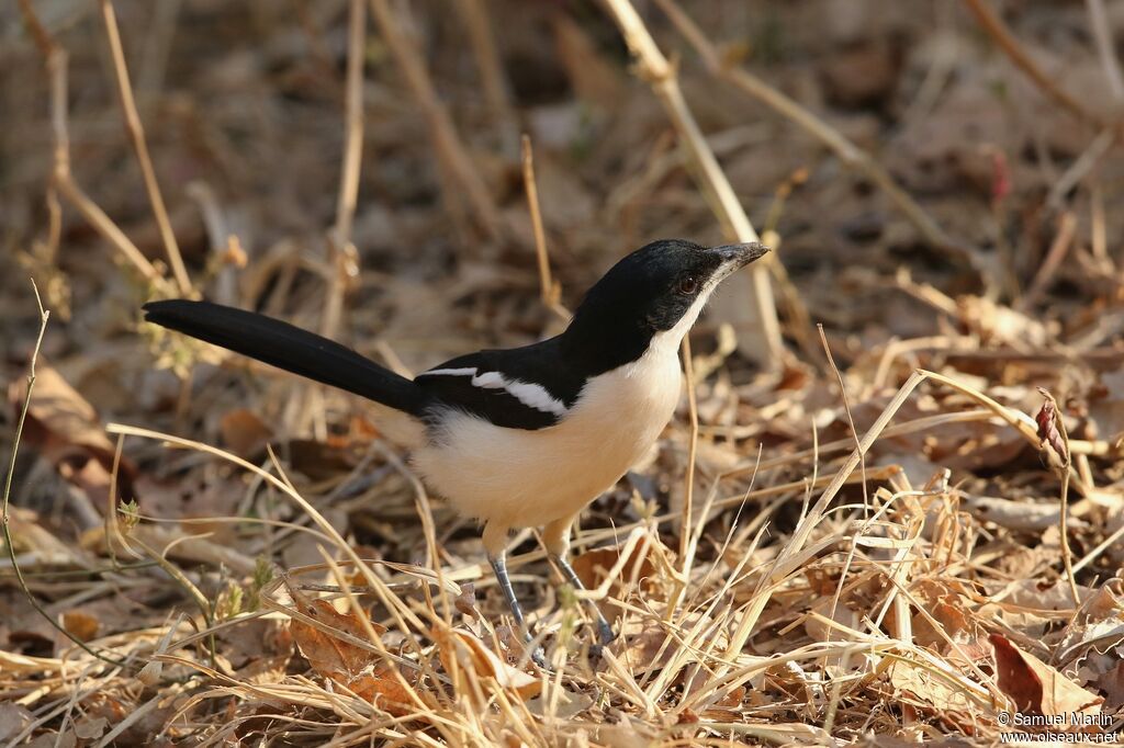 Tropical Boubou