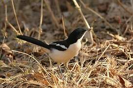 Tropical Boubou