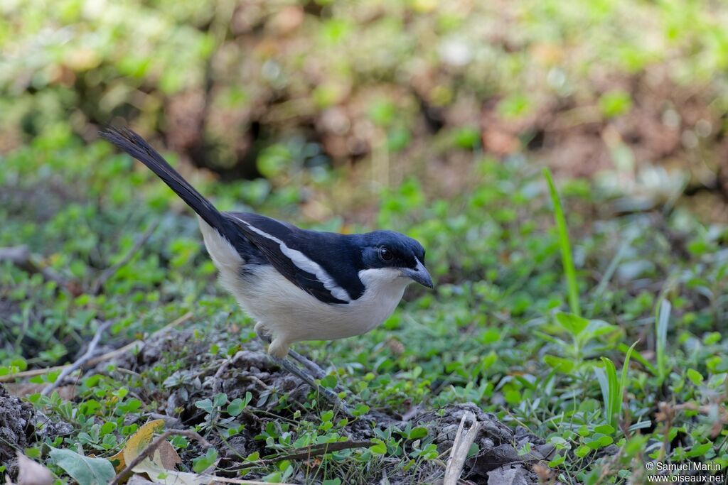 Tropical Boubouadult