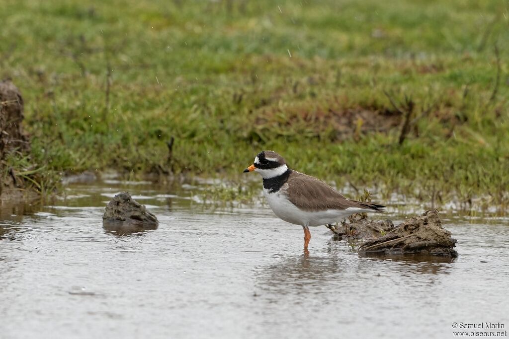 Common Ringed Ploveradult