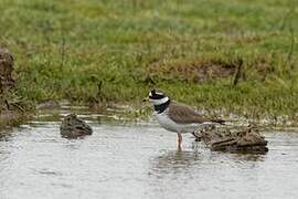 Common Ringed Plover