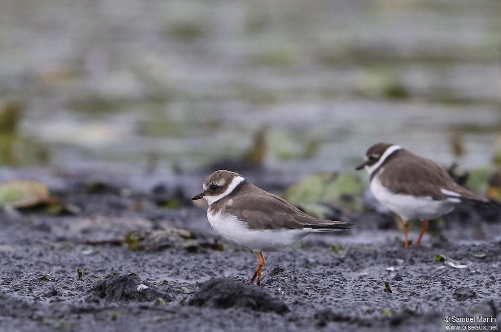 Common Ringed Ploverimmature