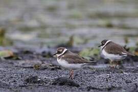 Common Ringed Plover