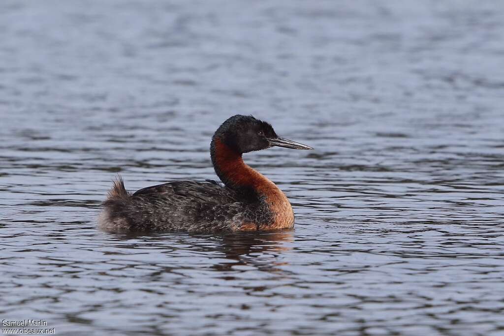 Great Grebe male adult breeding, identification, swimming