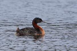 Great Grebe