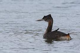 Great Grebe