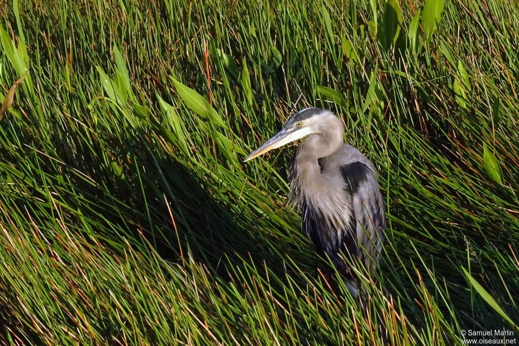 Great Blue Heronadult