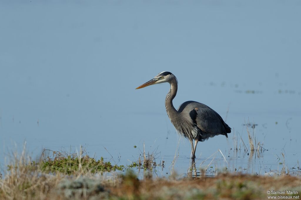 Great Blue Heronadult