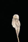 Great Potoo