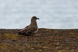 Great Skua