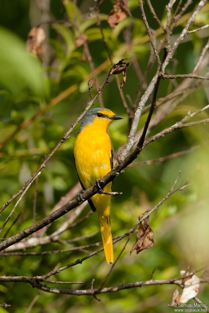 Orange Minivet female adult