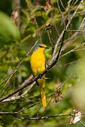 Orange Minivet