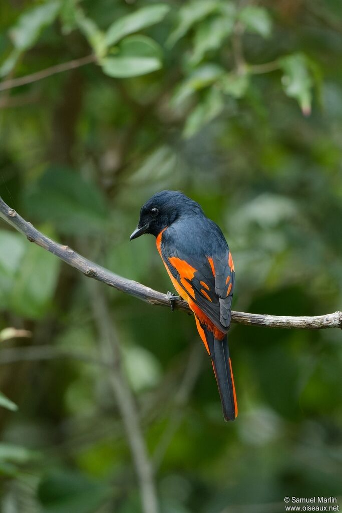 Orange Minivet male adult