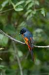 Grand Minivet