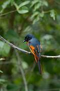 Orange Minivet