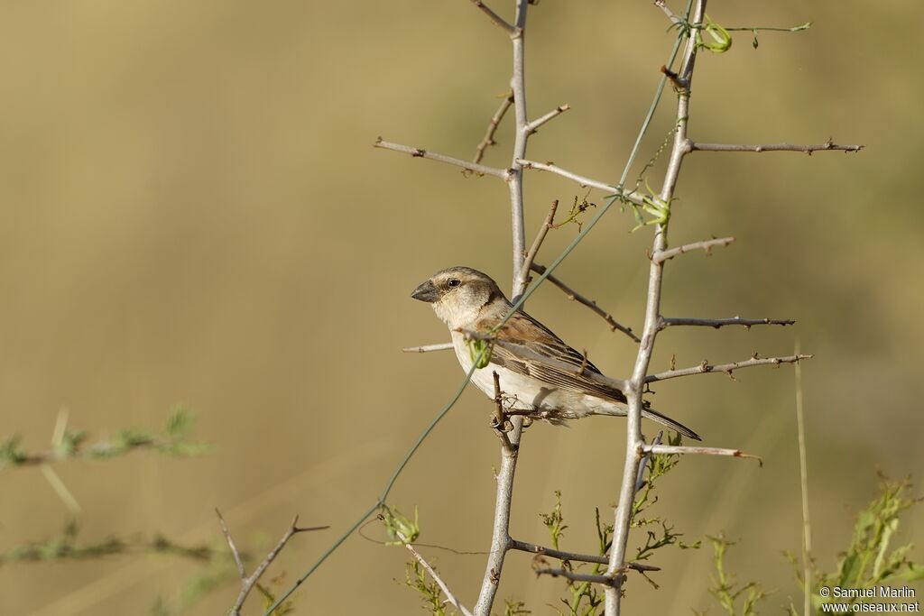 Great Sparrow