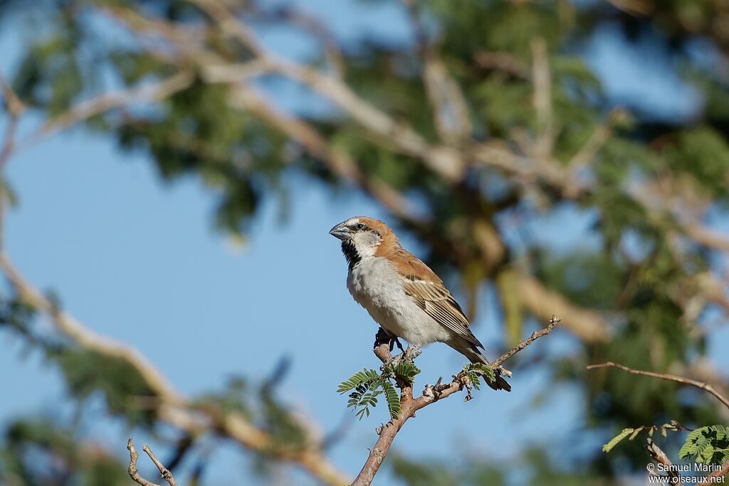 Great Sparrow male adult