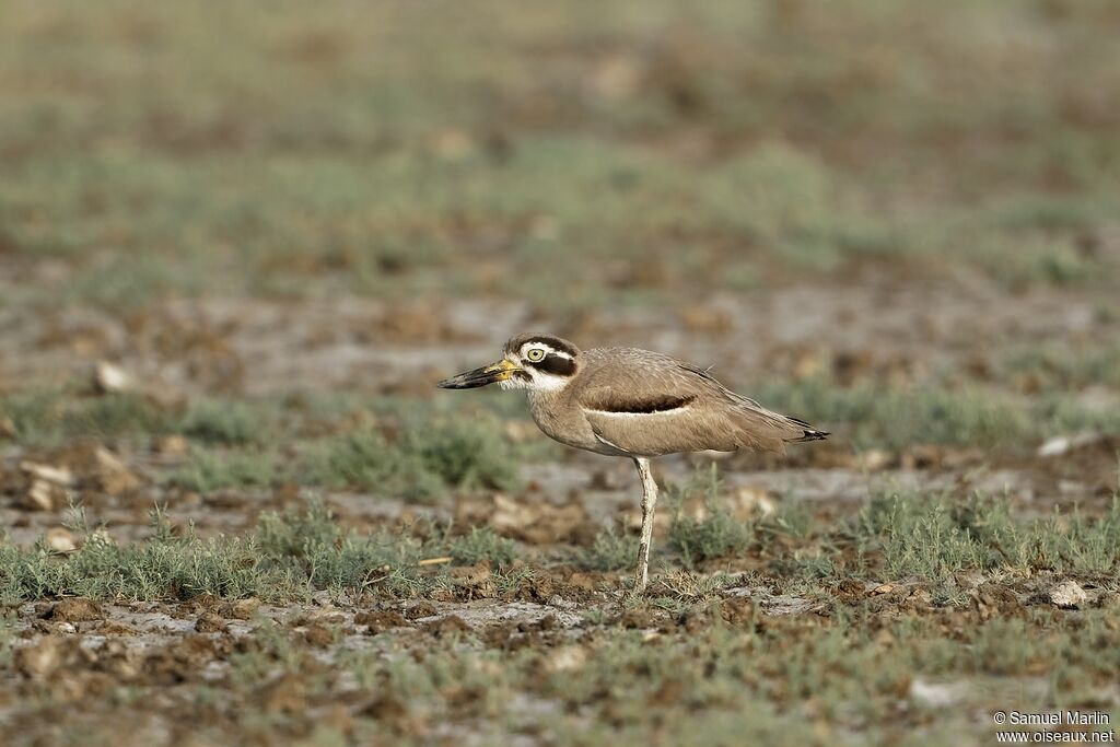 Great Stone-curlewadult