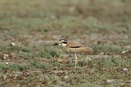 Great Stone-curlew