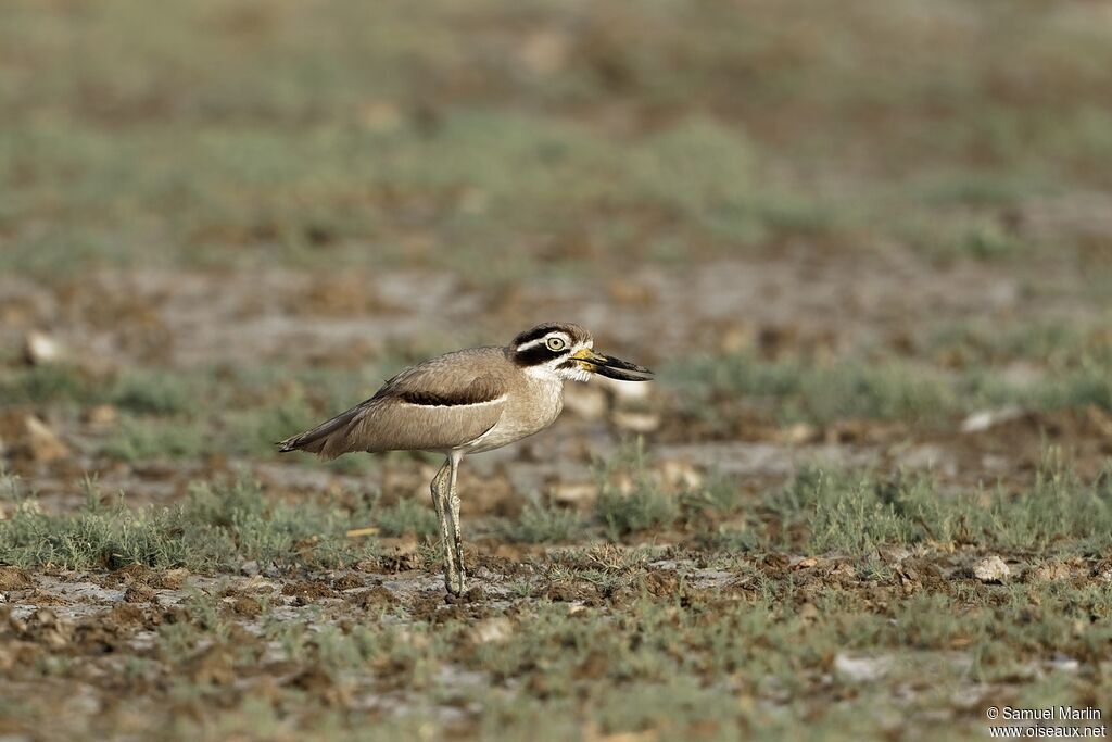 Great Stone-curlewadult