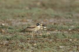 Great Stone-curlew