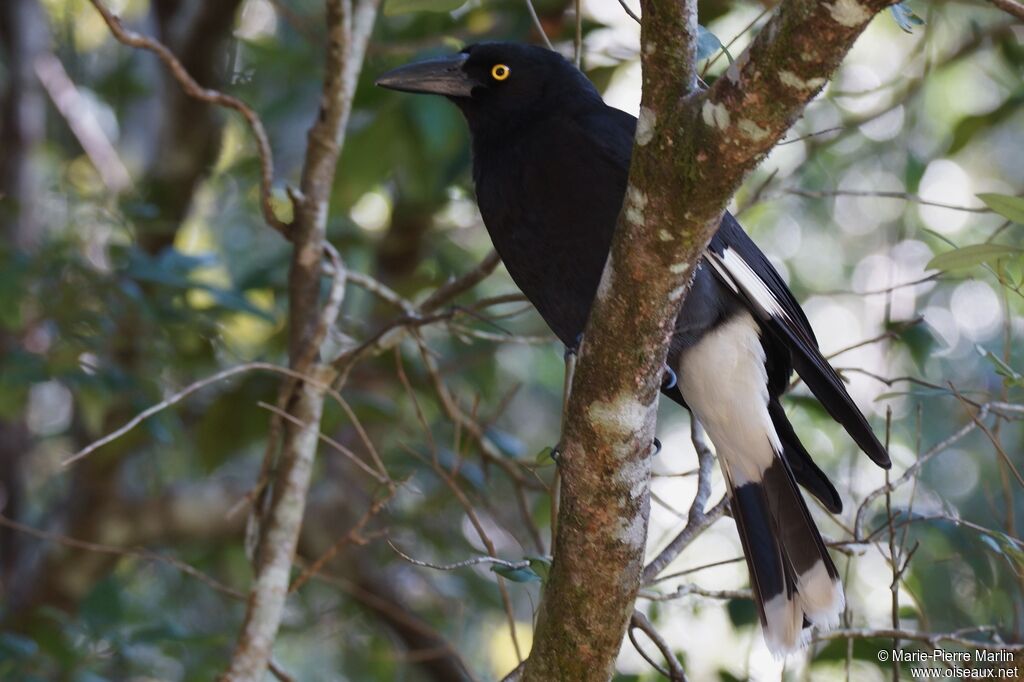 Pied Currawong