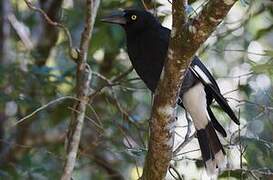 Pied Currawong