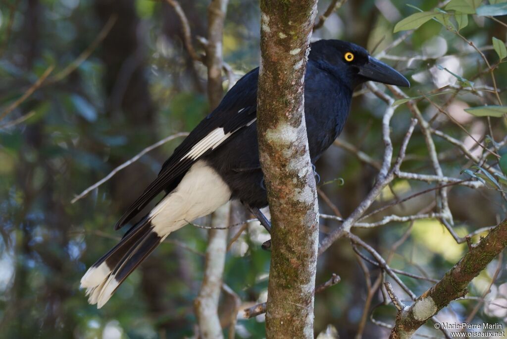 Pied Currawongadult