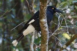 Pied Currawong