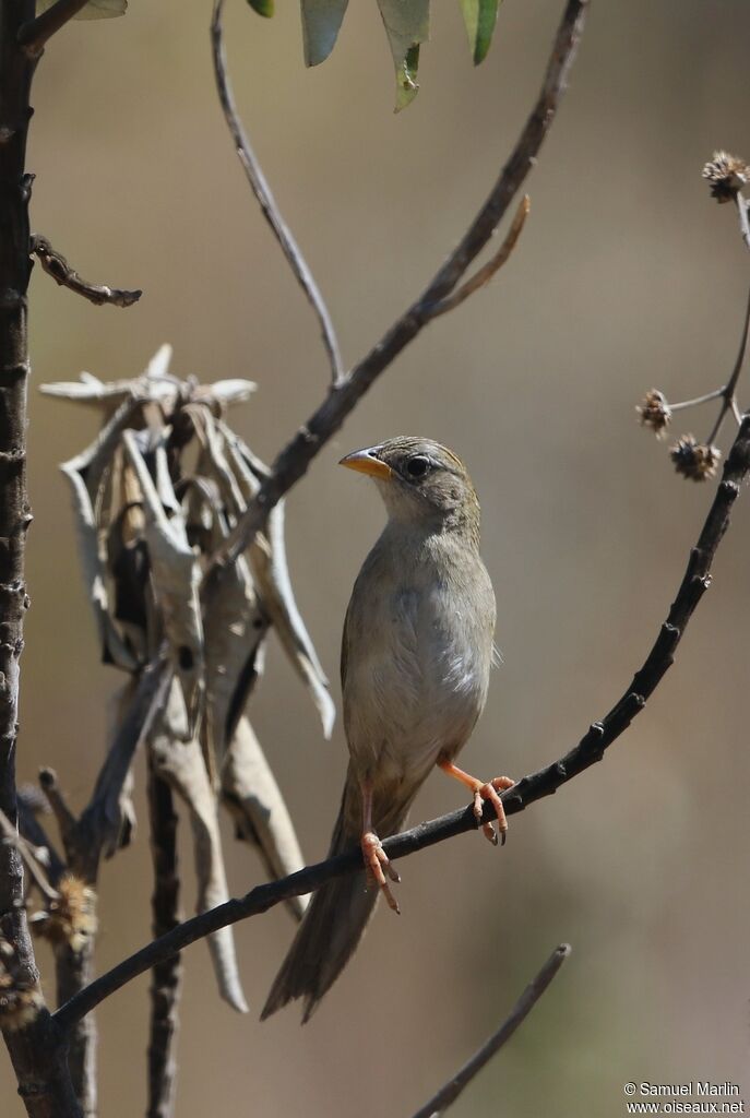 Wedge-tailed Grass Finchadult