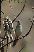 Wedge-tailed Grass Finch