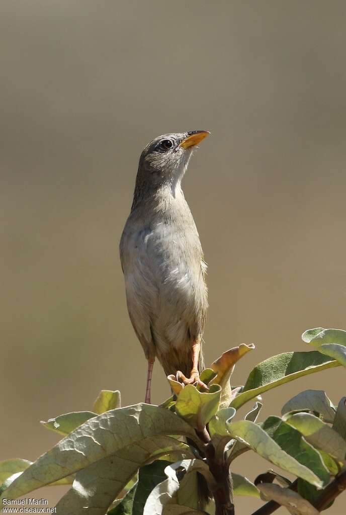 Wedge-tailed Grass Finchadult, close-up portrait