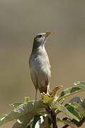 Wedge-tailed Grass Finch