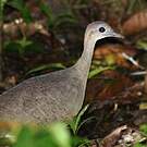 Grand Tinamou