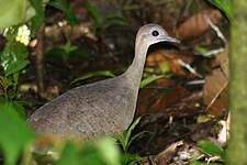 Grand Tinamou