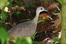 Grand Tinamou