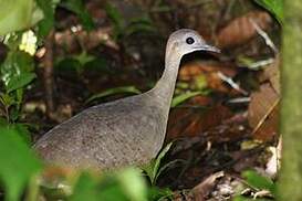 Grand Tinamou