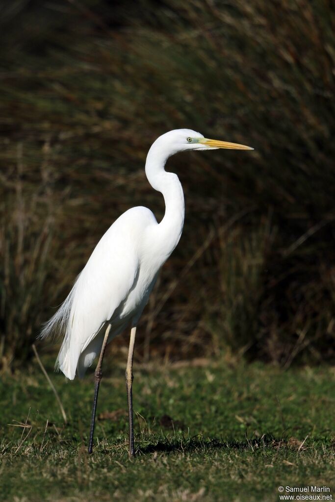 Great Egretadult