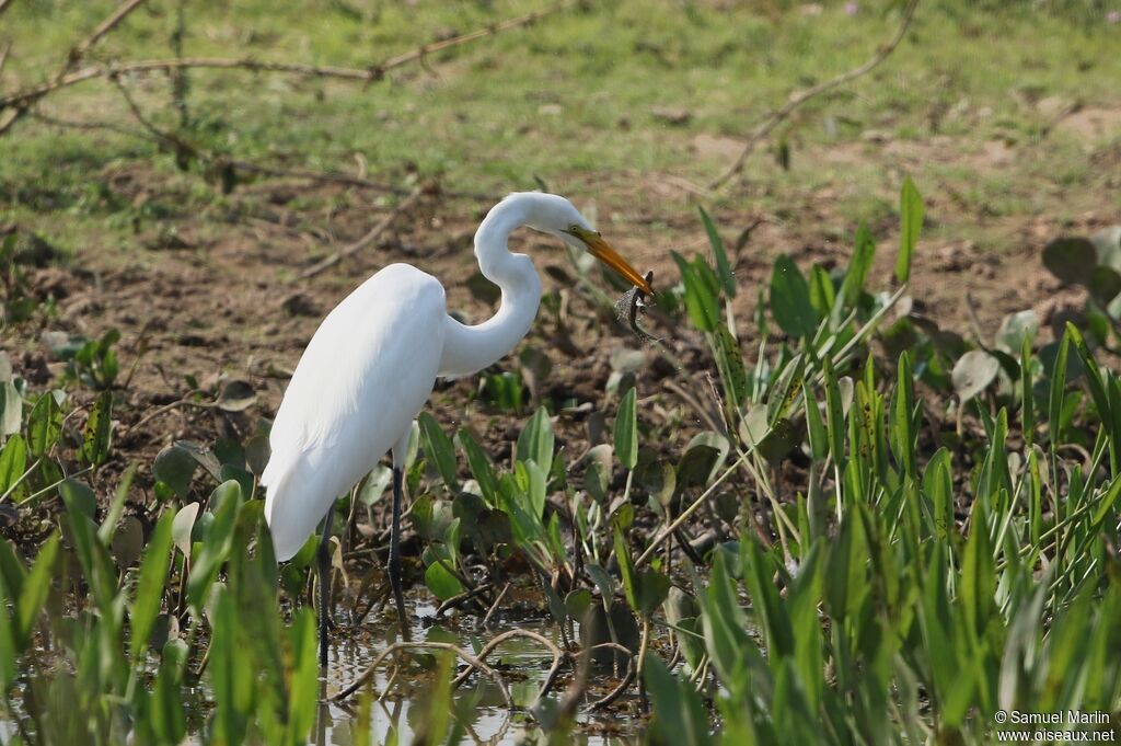 Grande Aigrette