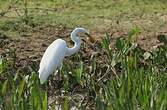 Grande Aigrette