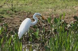 Grande Aigrette