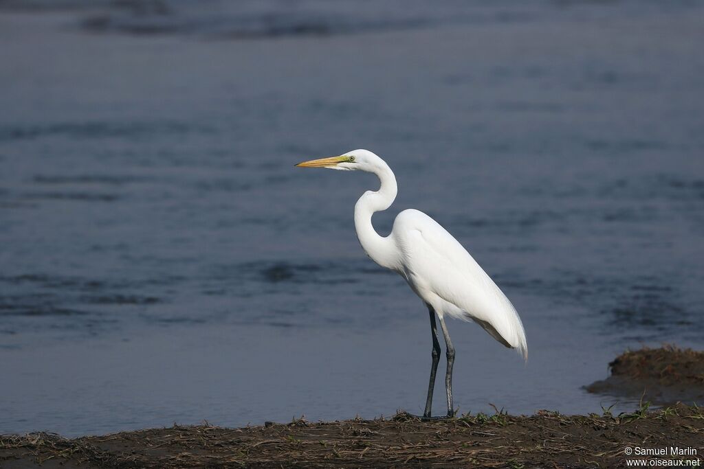 Great Egretadult