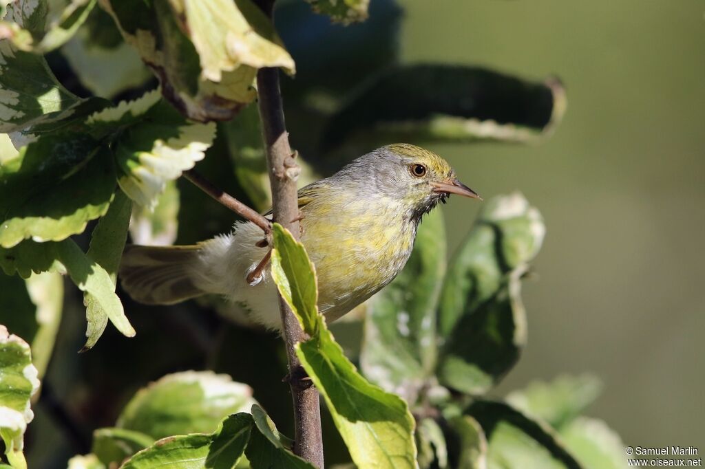 Stripe-throated Jeryadult