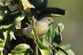 Stripe-throated Jery